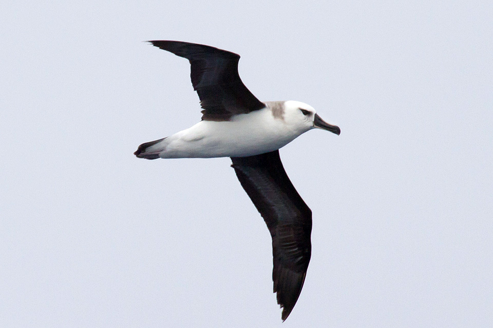 Grey-headed Albatross (Thalassarche chrysostoma)